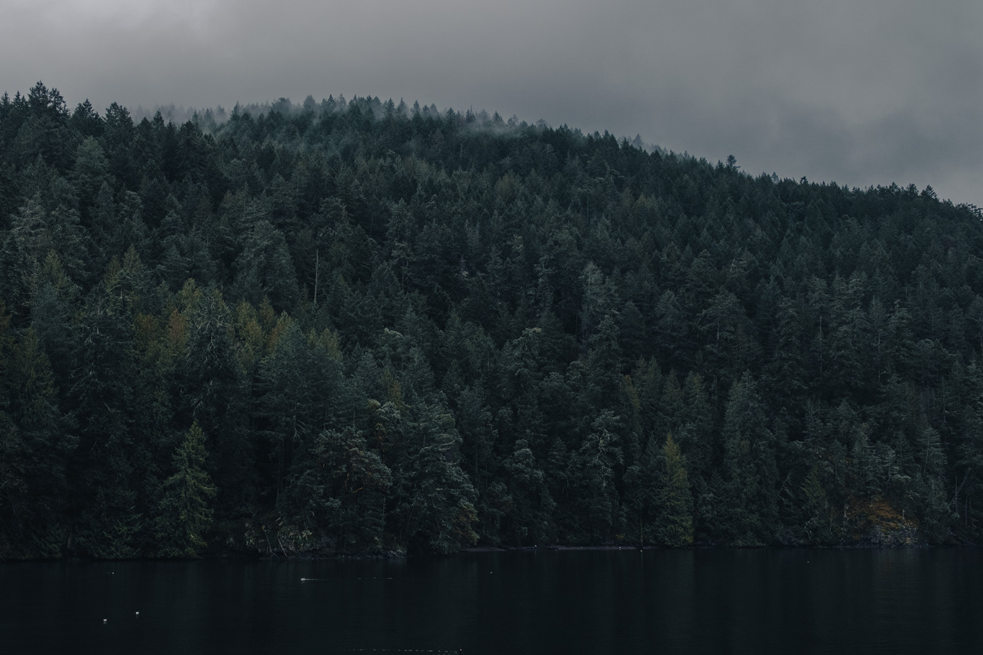 Forested hill with fog at the top